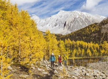 two people hiking around chester lake in kananaskis with the larch trees in bright yellow