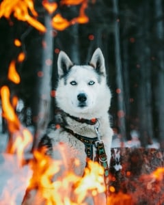 Canmore Kananaskis Winter Adventures: Dogsledding!