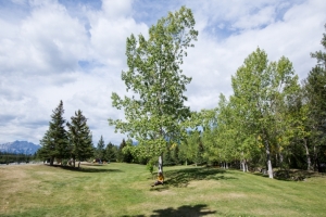Outdoor ceremony locations in Canmore 1