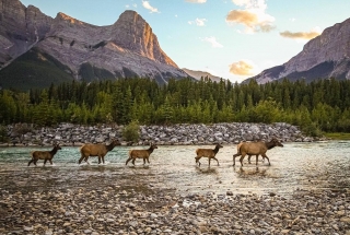 4 Wildlife Safety Tips for Your Next Trip to Canmore and Kananaskis 3