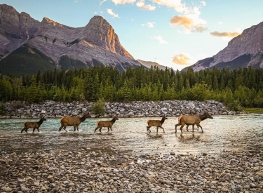 4 Wildlife Safety Tips for Your Next Trip to Canmore and Kananaskis 3