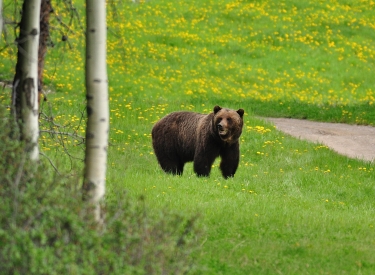 4 Wildlife Safety Tips for Your Next Trip to Canmore and Kananaskis 4