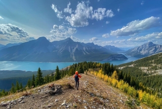 a person hiking tent ridge in the fall with spray lakes in the background and yellow larch trees along the trail