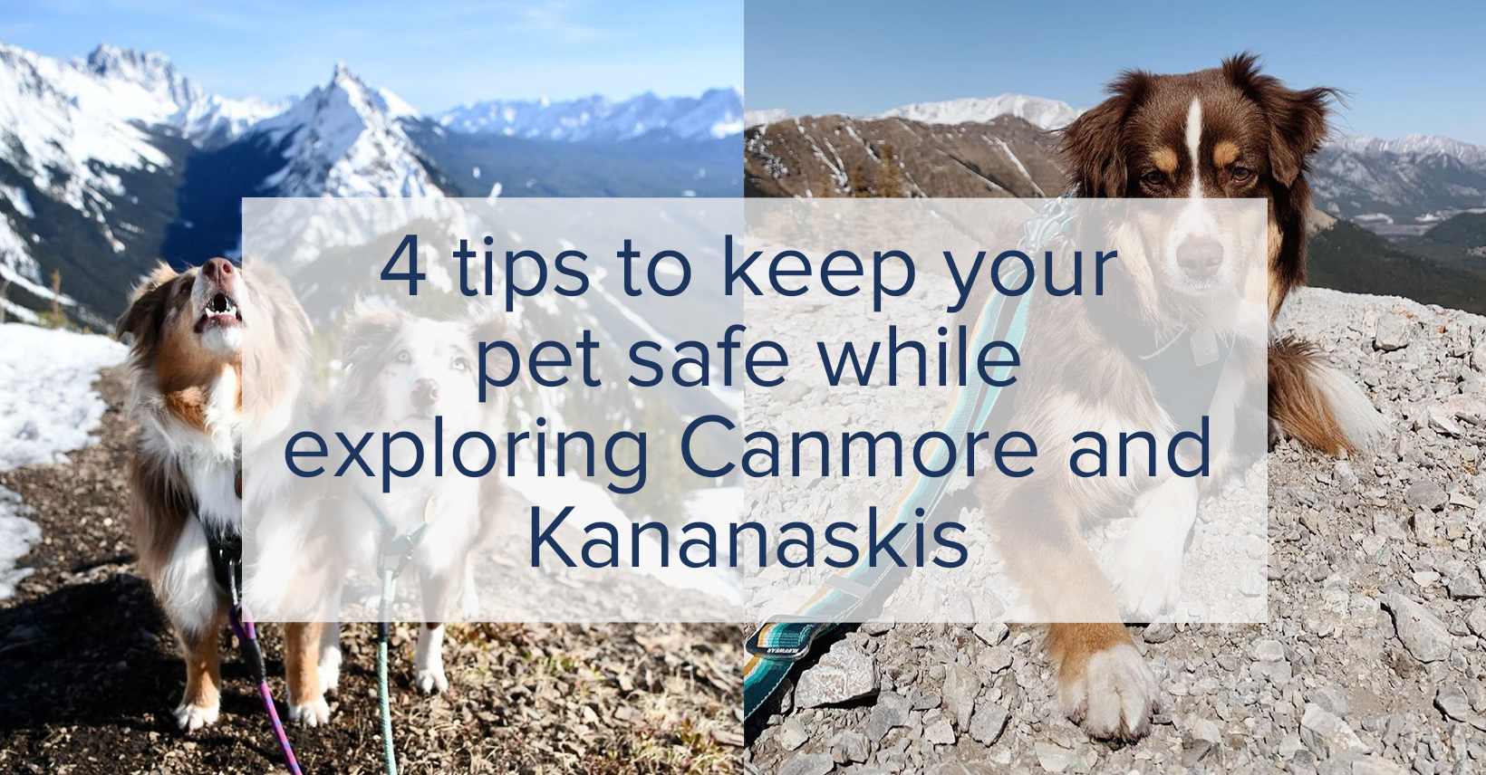 4 Tips to Keep Your Pet Safe While Exploring Canmore and Kananaskis