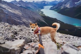 a dog and hiker at the top of a summit in kananaskis with spray lakes in the background