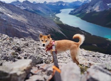 4 tips to keep your pet safe while exploring Canmore and Kananaskis 2