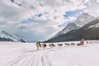 a tour group dog sledding through kananaskis in the winter