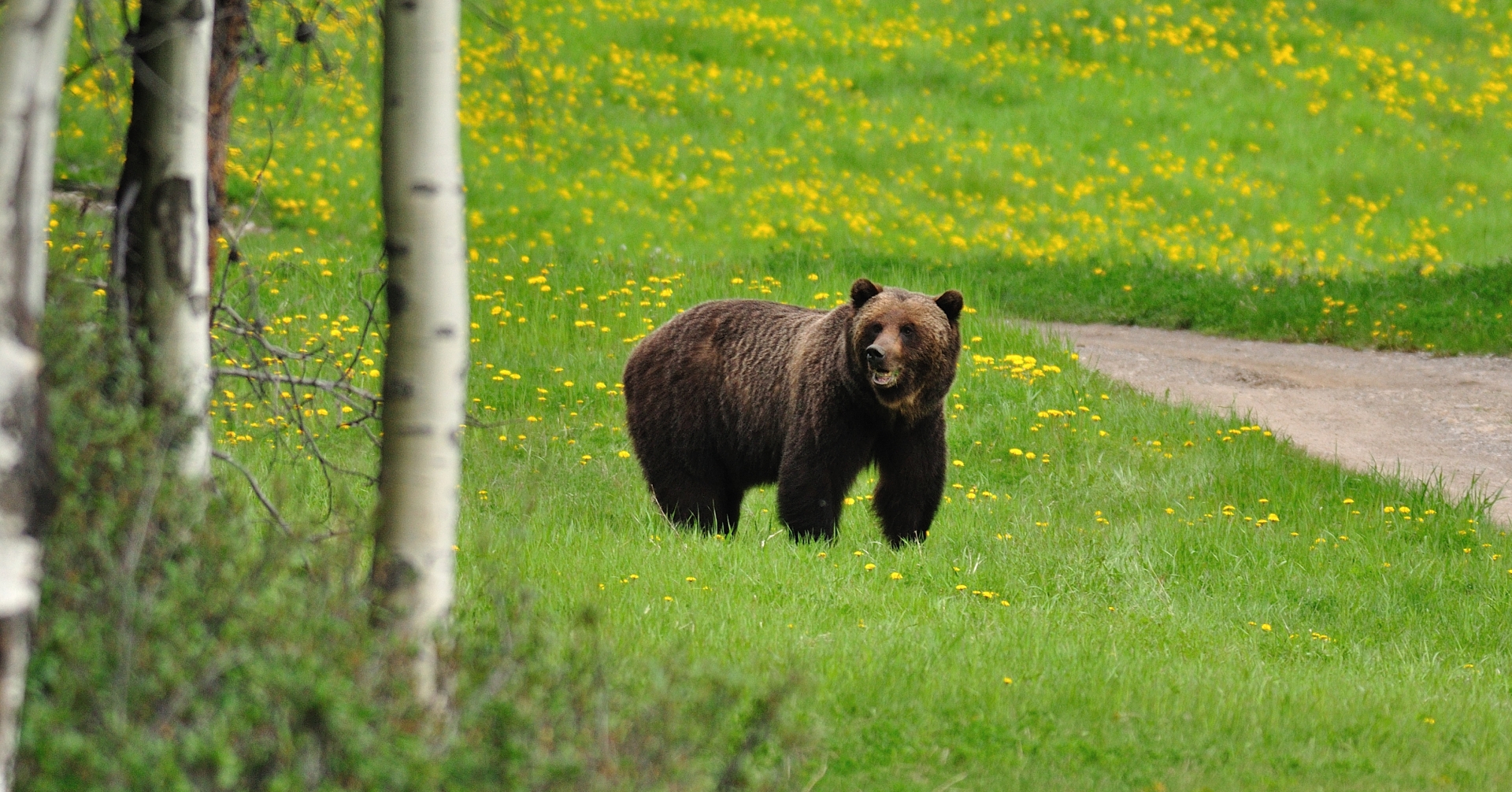 a bear in a meadow in kananaskis