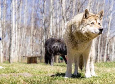 A wolfdog at the Yamnuska Wolfdog Sanctuary