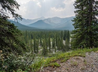 Forest, trees and mountains
