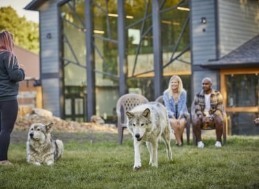Wolfdogs and visitors at the Yamnuska Wolfdog Sanctuary.