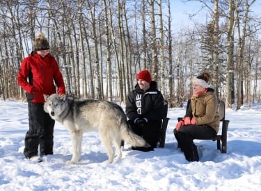 Yamnuska Wolfdog Sanctuary with visitors in the winter.