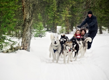 Snowy Owl Sled Dog Tours