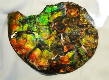 Ammonite Factory