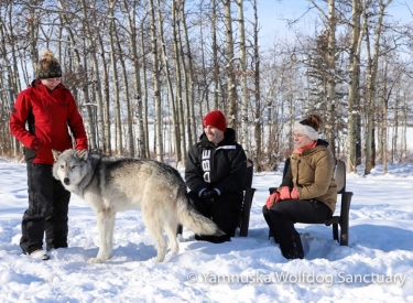 Yamnuska Wolfdog Sanctuary