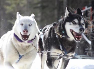 Howling Dog Tours