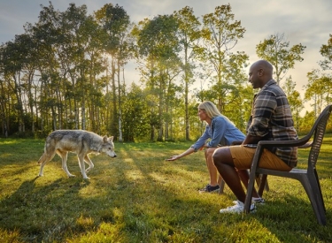 Yamnuska Wolfdog Sanctuary