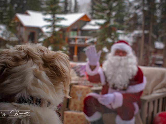 Festival of Trees