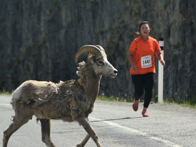 Kananaskis 100 Mile Relay Race
