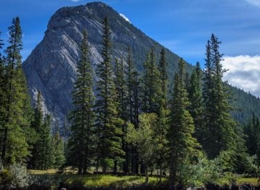 Forest and mountain