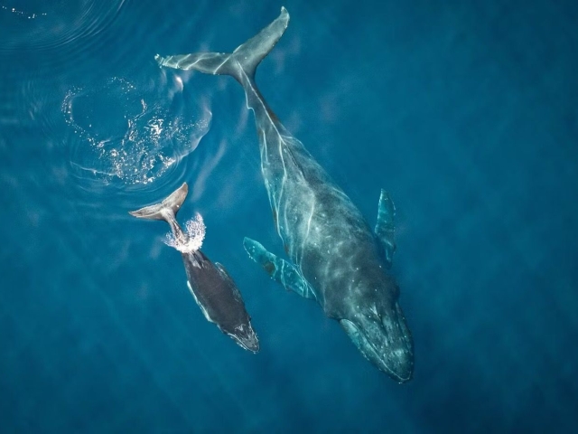 Featured image for One Ocean Film Tour 2025